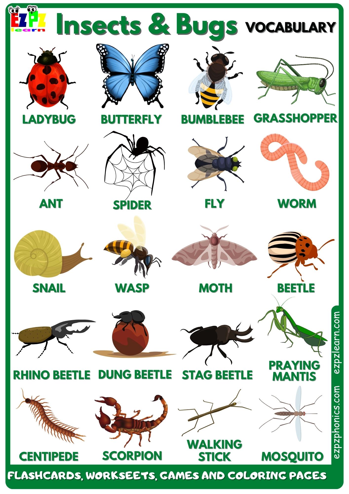 insects-bugs-ezpzlearn-com