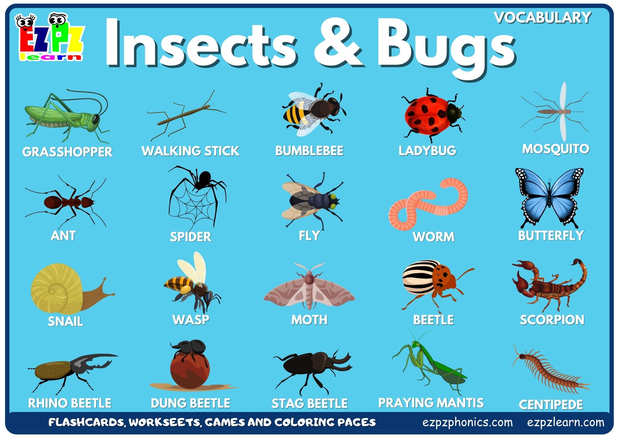 Insects Bugs - Ezpzlearn.com